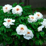 Paeonia Xiang Yu Piwonia krzewiasta - Rośliny od Ogrodnika Szkółka Barcikowscy