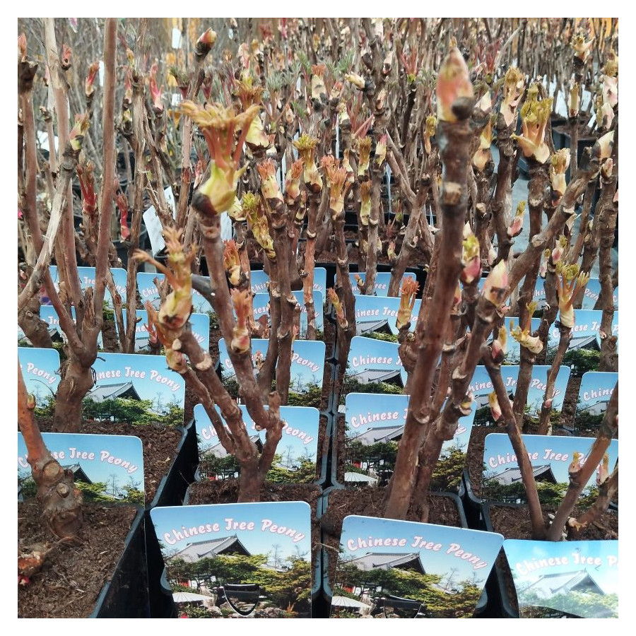 Paeonia Xiang Yu Piwonia krzewiasta - Rośliny od Ogrodnika Szkółka Barcikowscy