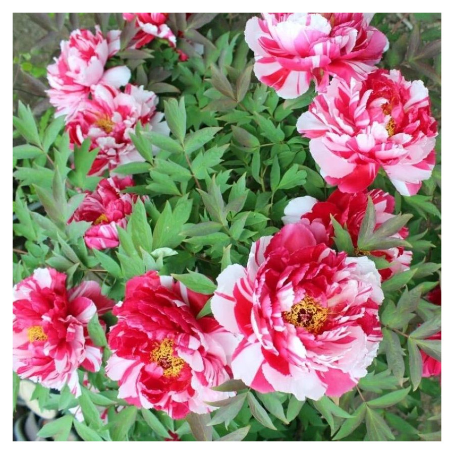 Paeonia Shima Nishiki Piwonia krzewiasta - Rośliny od Ogrodnika Szkółka Barcikowscy