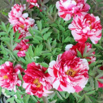 Paeonia Shima Nishiki Piwonia krzewiasta - Rośliny od Ogrodnika Szkółka Barcikowscy