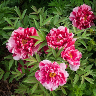 Paeonia Shima Nishiki Piwonia krzewiasta - Rośliny od Ogrodnika Szkółka Barcikowscy