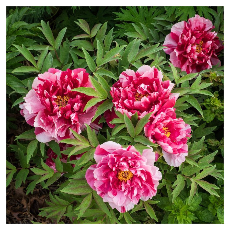 Paeonia Shima Nishiki Piwonia krzewiasta - Rośliny od Ogrodnika Szkółka Barcikowscy