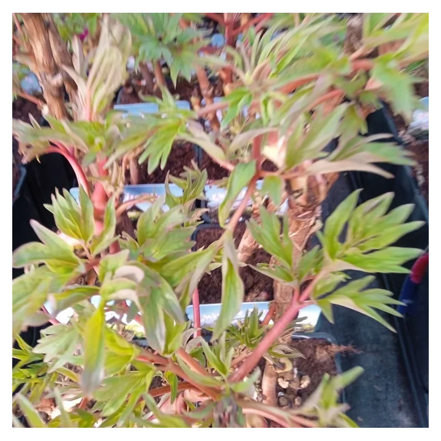 Paeonia Rou Fu Rong Piwonia krzewiasta - Rośliny od Ogrodnika Szkółka Barcikowscy