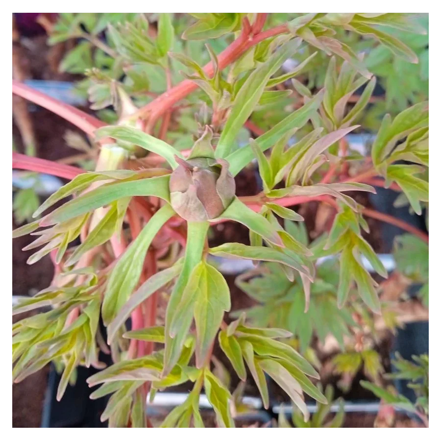 Paeonia Rou Fu Rong Piwonia krzewiasta - Rośliny od Ogrodnika Szkółka Barcikowscy