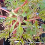 Paeonia Rou Fu Rong Piwonia krzewiasta - Rośliny od Ogrodnika Szkółka Barcikowscy