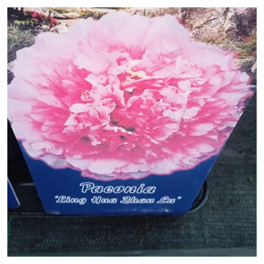 PaeoniaLing Hua Ahan Lu Piwonia krzewiasta- Rośliny od Ogrodnika Szkółka Barcikowscy