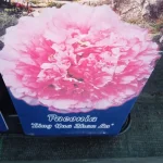 PaeoniaLing Hua Ahan Lu Piwonia krzewiasta- Rośliny od Ogrodnika Szkółka Barcikowscy