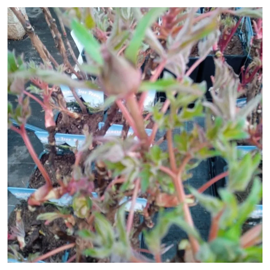 PaeoniaLing Hua Ahan Lu Piwonia krzewiasta- Rośliny od Ogrodnika Szkółka Barcikowscy