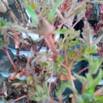 PaeoniaLing Hua Ahan Lu Piwonia krzewiasta- Rośliny od Ogrodnika Szkółka Barcikowscy