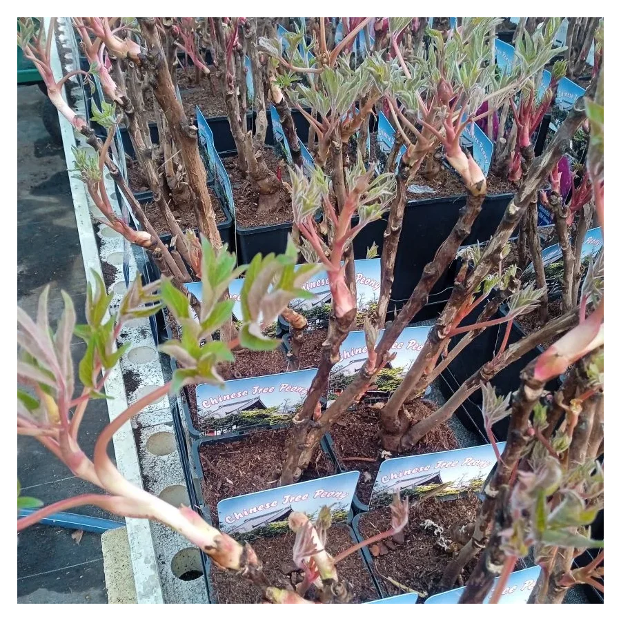 PaeoniaLing Hua Ahan Lu Piwonia krzewiasta- Rośliny od Ogrodnika Szkółka Barcikowscy