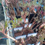 PaeoniaLing Hua Ahan Lu Piwonia krzewiasta- Rośliny od Ogrodnika Szkółka Barcikowscy