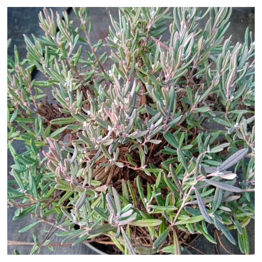 Lavandula Blue Ice Lawenda- Rośliny od Ogrodnika Szkółka Barcikowscy