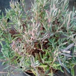 Lavandula Blue Ice Lawenda- Rośliny od Ogrodnika Szkółka Barcikowscy