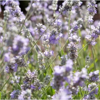 Lavandula Blue Ice Lawenda- Rośliny od Ogrodnika Szkółka Barcikowscy