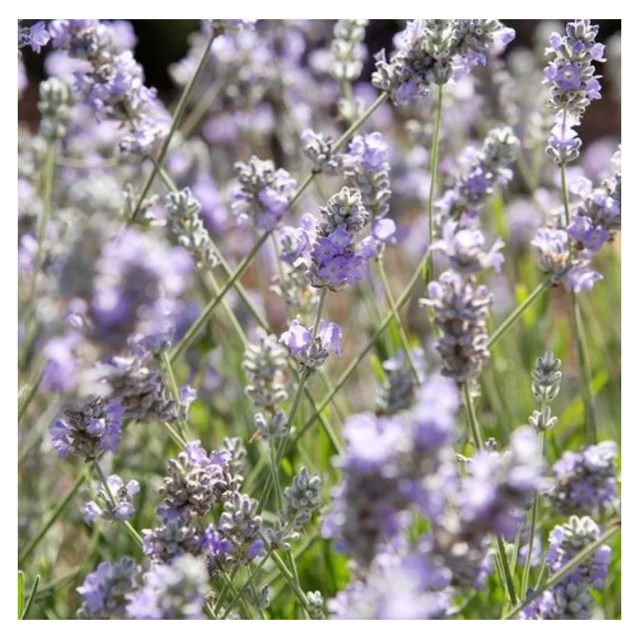 Lavandula Blue Ice Lawenda- Rośliny od Ogrodnika Szkółka Barcikowscy