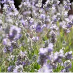 Lavandula Blue Ice Lawenda- Rośliny od Ogrodnika Szkółka Barcikowscy