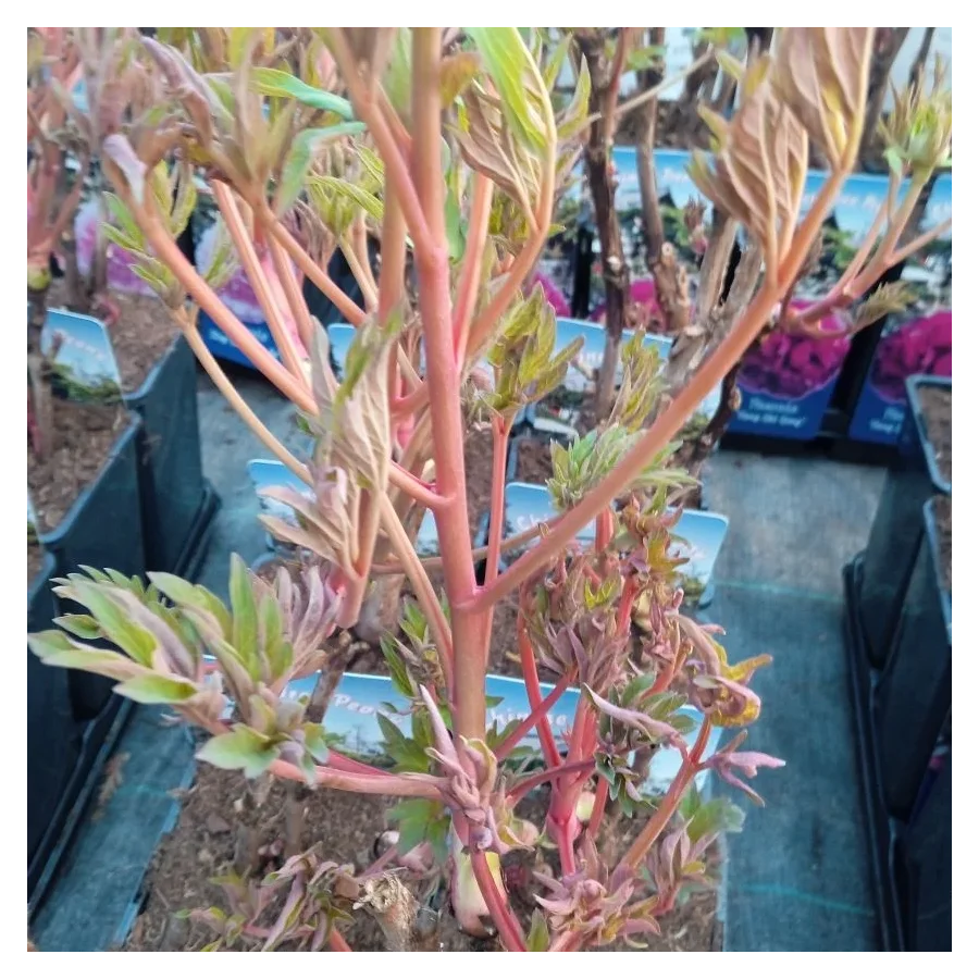 Paeonia Cang Zhi Hong Piwonia krzewiasta - Rośliny od Ogrodnika Szkółka Barcikowscy