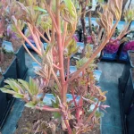 Paeonia Cang Zhi Hong Piwonia krzewiasta - Rośliny od Ogrodnika Szkółka Barcikowscy