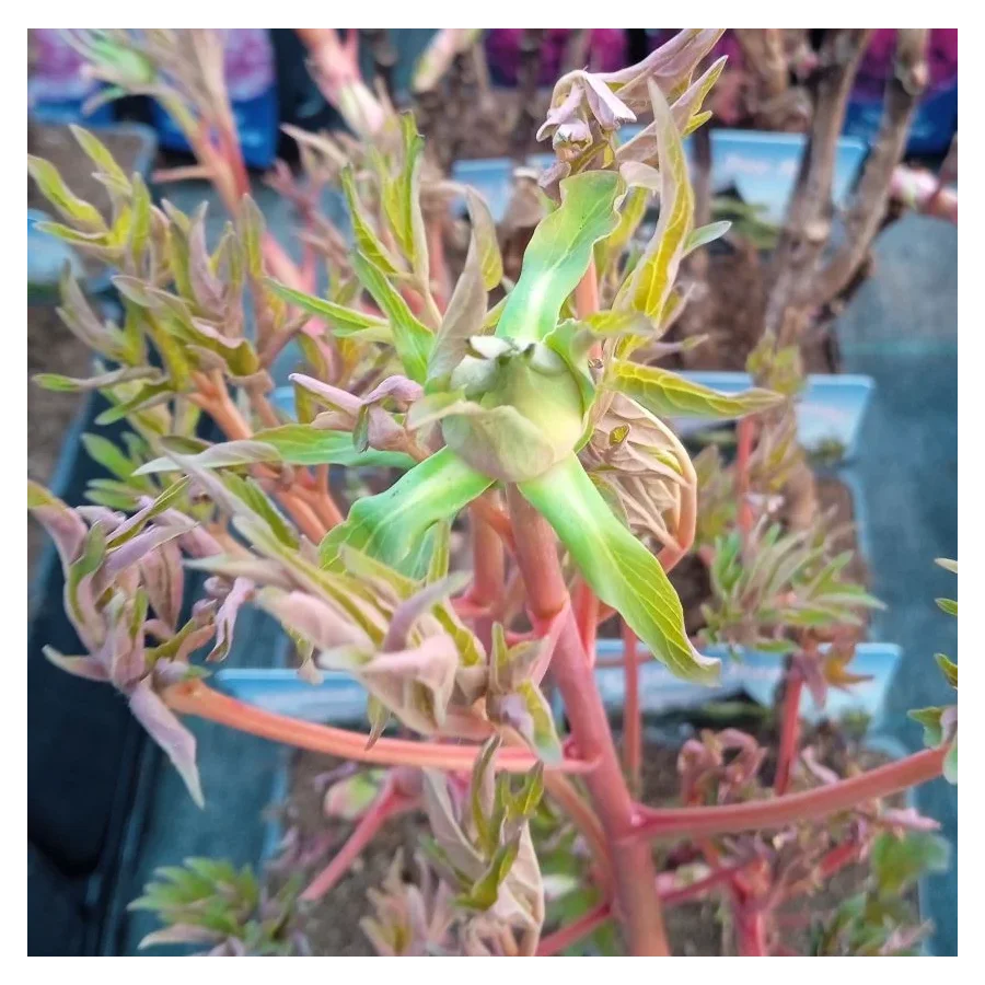 Paeonia Cang Zhi Hong Piwonia krzewiasta - Rośliny od Ogrodnika Szkółka Barcikowscy