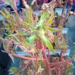 Paeonia Cang Zhi Hong Piwonia krzewiasta - Rośliny od Ogrodnika Szkółka Barcikowscy