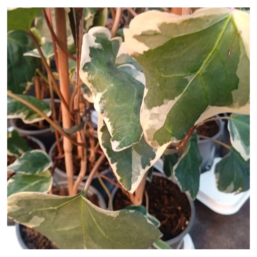 Hedera Gloirede Marengo Bluszcz- Rośliny od Ogrodnika Szkółka Barcikowscy