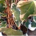 Hedera Gloirede Marengo Bluszcz- Rośliny od Ogrodnika Szkółka Barcikowscy