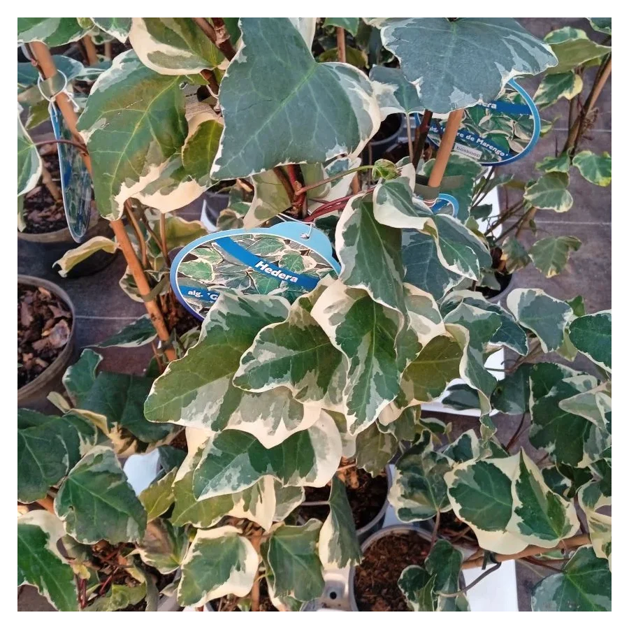 Hedera Gloirede Marengo Bluszcz- Rośliny od Ogrodnika Szkółka Barcikowscy