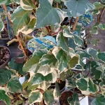 Hedera Gloirede Marengo Bluszcz- Rośliny od Ogrodnika Szkółka Barcikowscy