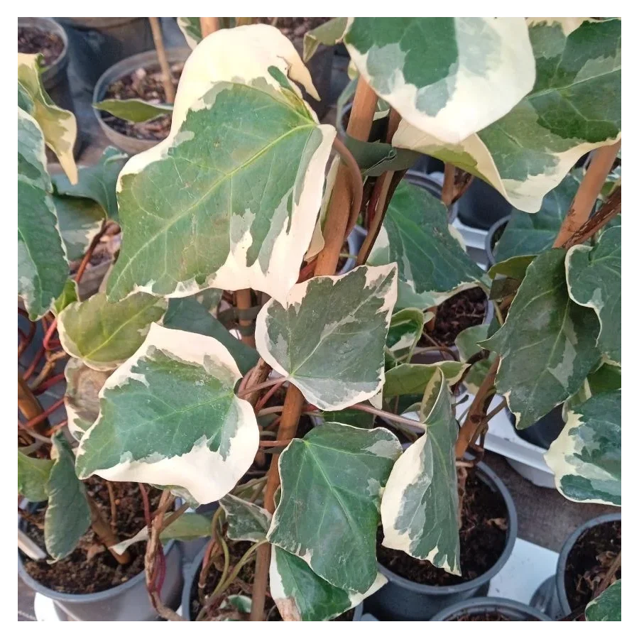 Hedera Gloirede Marengo Bluszcz- Rośliny od Ogrodnika Szkółka Barcikowscy