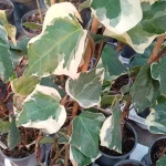 Hedera Gloirede Marengo Bluszcz- Rośliny od Ogrodnika Szkółka Barcikowscy