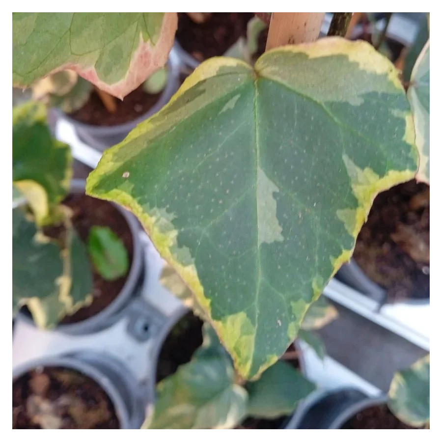 Hedera Dentata Variegata Bluszcz-Rośliny od Ogrodnika Szkółka Barcikowscy