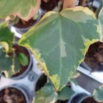 Hedera Dentata Variegata Bluszcz-Rośliny od Ogrodnika Szkółka Barcikowscy