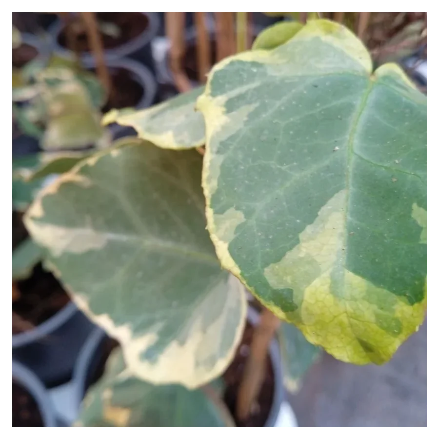 Hedera Dentata Variegata Bluszcz-Rośliny od Ogrodnika Szkółka Barcikowscy