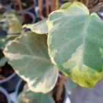 Hedera Dentata Variegata Bluszcz-Rośliny od Ogrodnika Szkółka Barcikowscy