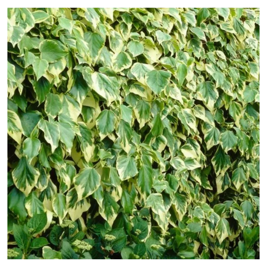 Hedera Dentata Variegata Bluszcz-Rośliny od Ogrodnika Szkółka Barcikowscy