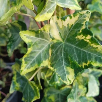 Hedera Golden Kolibri Bluszcz- Rośliny od Ogrodnika Szkółka Barcikowscy