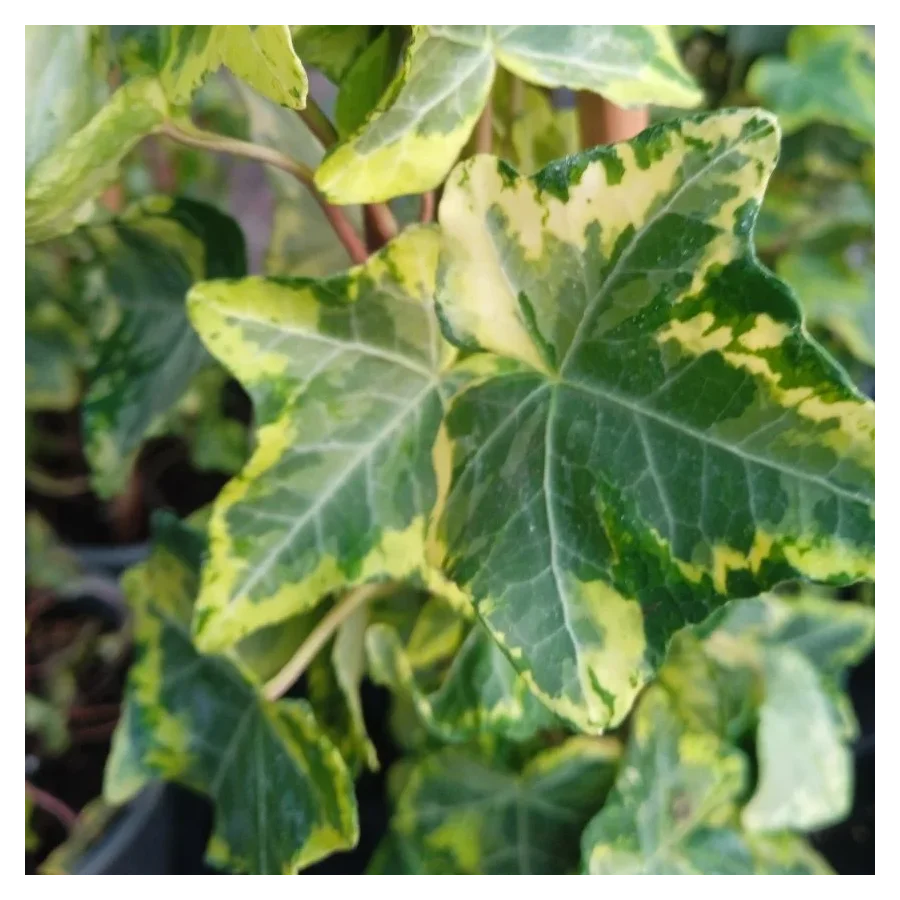 Hedera Golden Kolibri Bluszcz- Rośliny od Ogrodnika Szkółka Barcikowscy