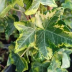 Hedera Golden Kolibri Bluszcz- Rośliny od Ogrodnika Szkółka Barcikowscy