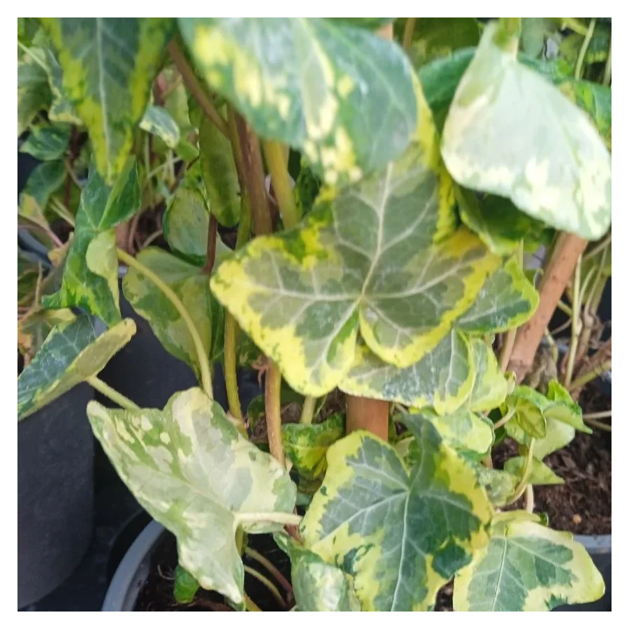 Hedera Golden Kolibri Bluszcz- Rośliny od Ogrodnika Szkółka Barcikowscy