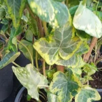 Hedera Golden Kolibri Bluszcz- Rośliny od Ogrodnika Szkółka Barcikowscy