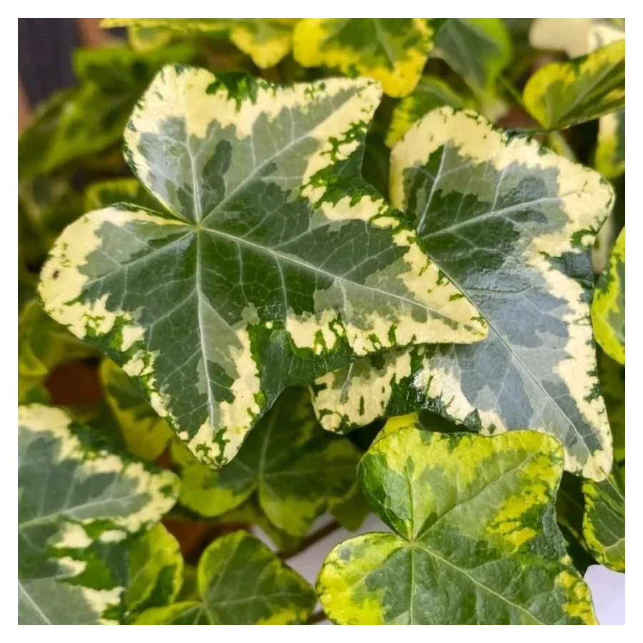 Hedera Golden Kolibri Bluszcz- Rośliny od Ogrodnika Szkółka Barcikowscy