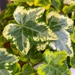 Hedera Golden Kolibri Bluszcz- Rośliny od Ogrodnika Szkółka Barcikowscy