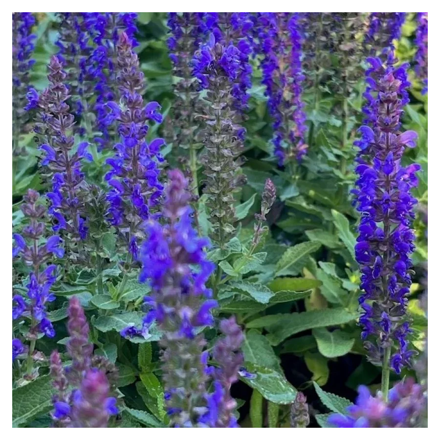 Salvia nemorosa Blue Bouquetta Szałwia omszona- Rośliny od Ogrodnika Szkółka Barcikowscy