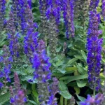 Salvia nemorosa Blue Bouquetta Szałwia omszona- Rośliny od Ogrodnika Szkółka Barcikowscy