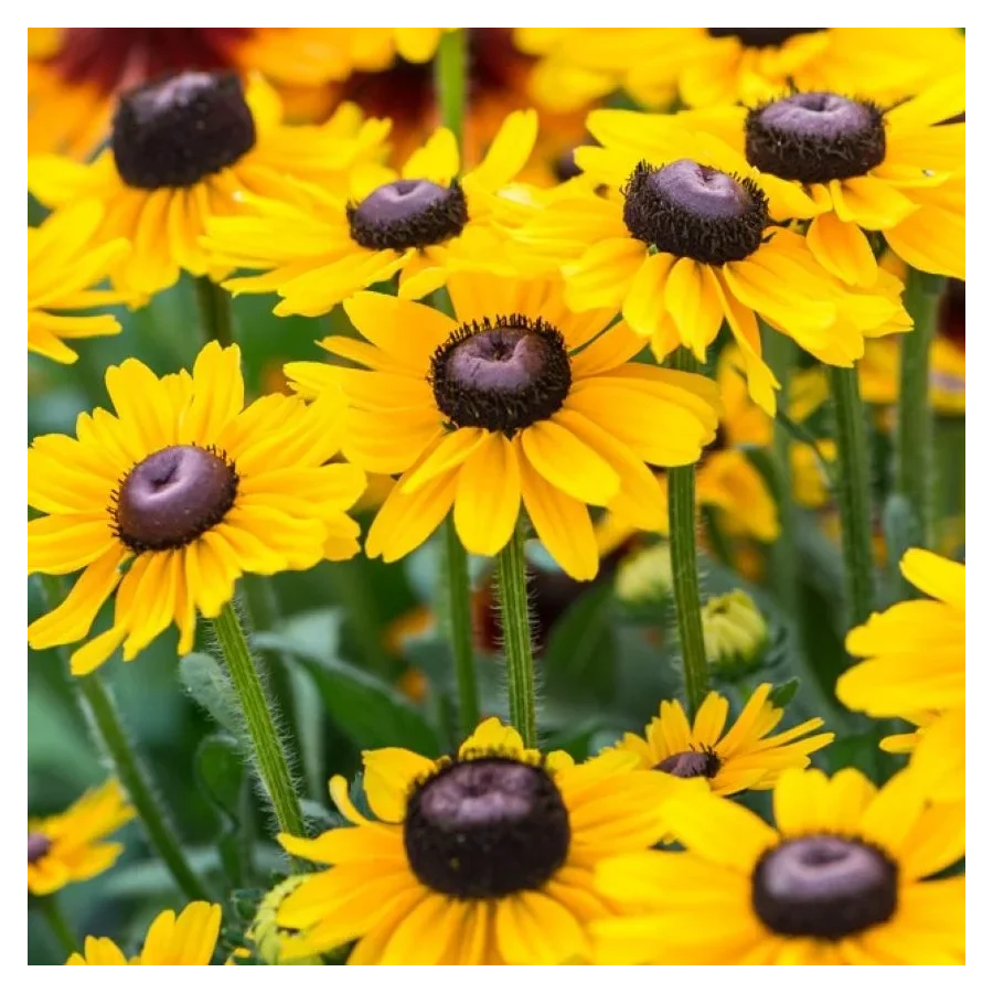 Rudbeckia SmileyZ Divine-Rośliny od Ogrodnika Szkółka Barcikowscy