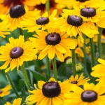 Rudbeckia SmileyZ Divine-Rośliny od Ogrodnika Szkółka Barcikowscy