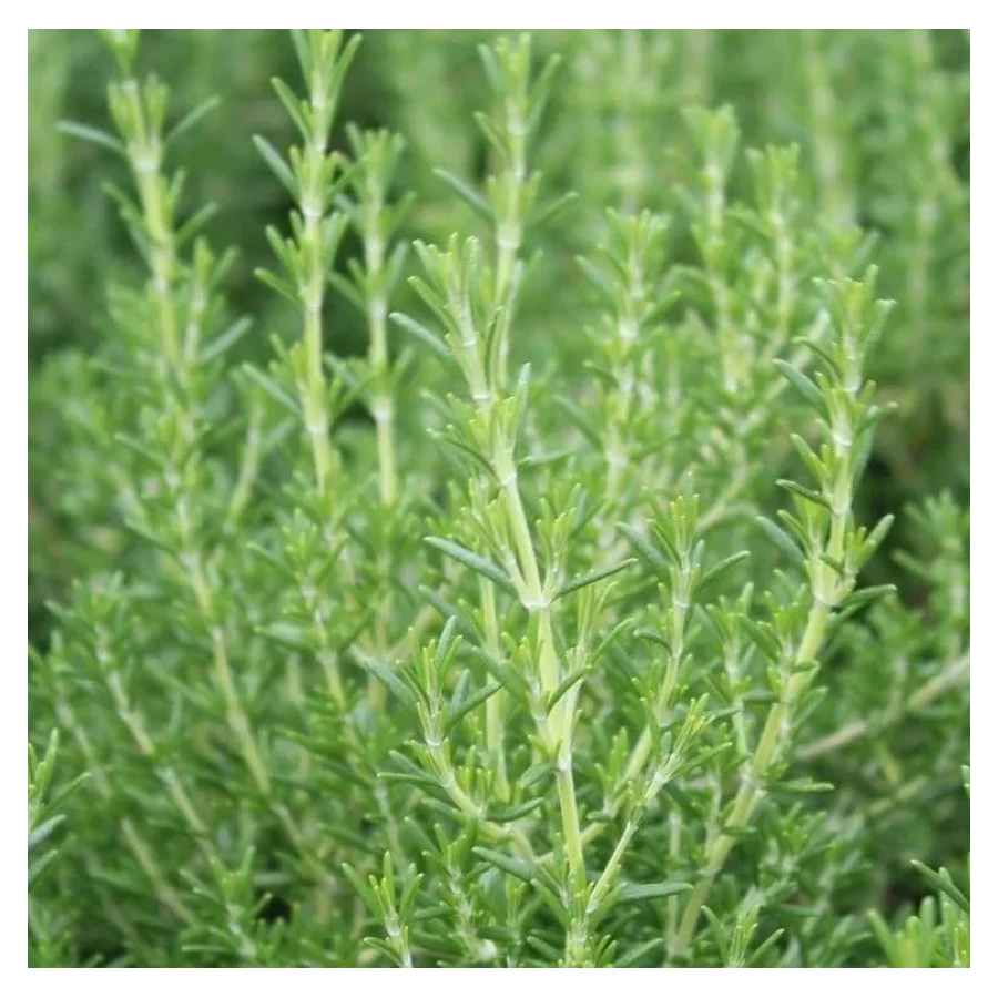 Rosmarinus officinalis Capri Rozmaryn lekarski- Rośliny od Ogrodnika Szkółka Barcikowscy