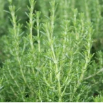 Rosmarinus officinalis Capri Rozmaryn lekarski- Rośliny od Ogrodnika Szkółka Barcikowscy