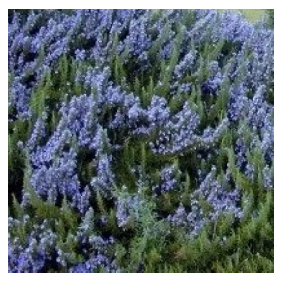 Rosmarinus officinalis Rozmaryn lekarski-Rośliny od Ogrodnika Szkółka Barcikowscy