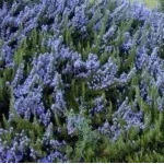 Rosmarinus officinalis Rozmaryn lekarski-Rośliny od Ogrodnika Szkółka Barcikowscy